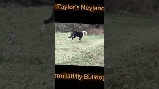 Taylors Neyland Farm Utility Bulldog #bulldog #americanbulldog #americanbulldogs #farm #farmdog