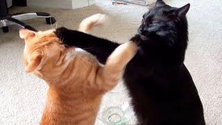 Top CRAZY CAT videos of 2024!  Funny Cat videos 