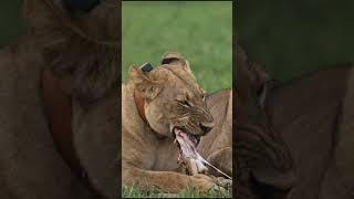 Lion Eating