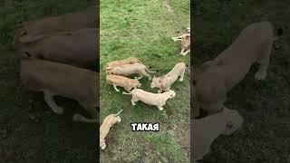 Почему лев царь зверей? #лев #король #царь #факты #интересно #shorts #shortvideo