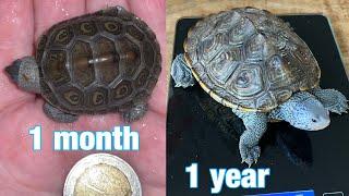 My baby diamondback terrapin,s one year growth in 4 minutes