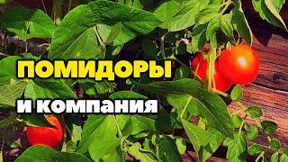 Что можно посадить рядом с помидорами в открытом грунте