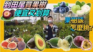 【田尾系列ep20】現在是種果樹德的好時間，植物都剛剛甦醒過來，快趁現在到田尾買果樹，什麼都有賣，品質好又便宜。＃買果樹＃田尾買果樹＃伊恩愛種花＃how to glow fruit