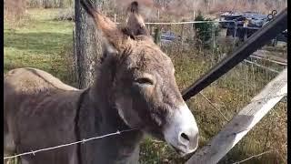 Meet Jack the Donkey