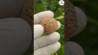 Faceless Ganesh rudraksha - 8218910240 #rudraksha #viral #astro #viralvideos #shiv #astrology #shiva