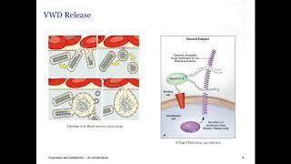 Laboratory Diagnosis of von Willebrand Disease (VWD)