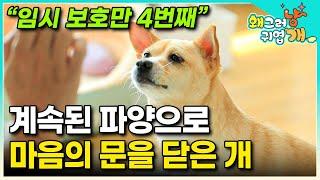 "마당에 묶여 방치되어 죽을 뻔한 유기견" 버려진 집에서 구조된 후 4번이나 반복된 파양과 임보로 사람에게 상처받고 지친 시골 개｜#왜그러냥귀엽개