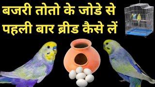 How To Breed Budgies First Time | बजरी तोतो से पहली बार ब्रीड कैसे लें