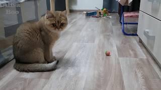 Алиса the Cat.Кошка играет в мячик и как обычно хочет закатить его под ...угадайте куда?