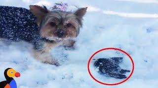 Woman Rescues Frozen Bird Rescued With A Blow Dryer | The Dodo