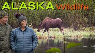 🫎GREETED BY A MOOSE🫎 ….Our First Alaskan Wildlife Encounter!  Warning…NOT DOG FRIENDLY!