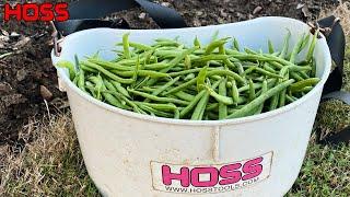 HOW TO GROW BEANS WITHOUT STRINGS!