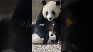 XiaoXin, the beautiful Panda mukbanger & her first baby