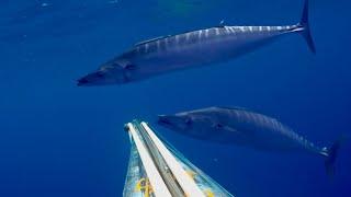 Giant WAHOO Spearfishing 2023 | Pesca Submarina