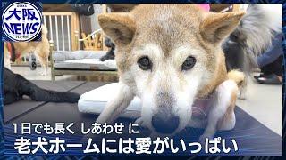 【歳をとるほど愛おしい】最期まで看てあげたい…年中無休の「老犬ホーム」