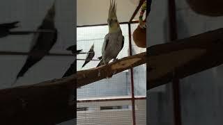 Releasing Cockatiel in Open Aviary (Master Cage) #birds #parrot