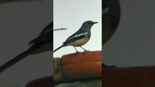 wildlife photography। nature photography। #birdwatching #india #shorts #short #shortsvideo #youtube