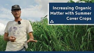 Increasing Organic Matter with Summer Cover Crops - Practical Cover Croppers