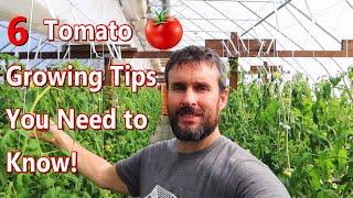 Improve Your Tomato Growing with These 6 Steps \\ Hydroponic Greenhouse Tomato Growing