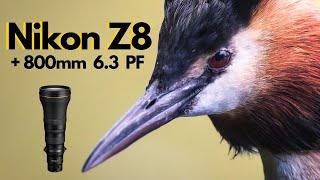 Nikon Z8 and 800mm 6.3 PF lens.....INCREDIBLE - Wildlife Bird Photography