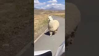 Funny Alpaca Walking Down The Street | RELAX With Nature