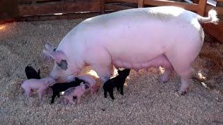 AWESOME MOTHER PIGS & THEIR  PIGLETS - A Must See