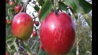 APPLE DAY at Karuna 2011 'Abundance & Gratitude!'