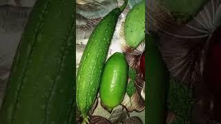 Harvest in home garden #nature #gardening #1k#youtube#fruit #like #shorts #youtubeshorts #subscribe