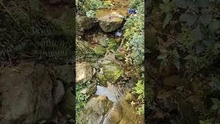 pancheswar baandh||B.k samant||kumawani song||