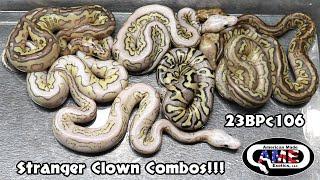 Stranger Clown Combos!! 23BPc106 AME