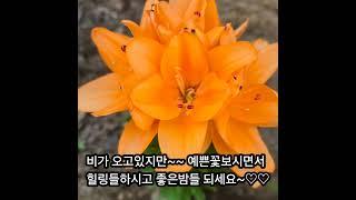 #금화다육 #라이브방송 #다육식물 #수입다육
