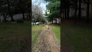 #꽃길 #벗꽃길 #절세미견