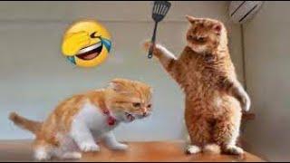 Funny Animal Videos 2023  - Funniest Cats And Dogs Video  #1