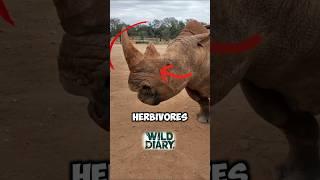 Rhinoceros: The Mighty Giant with a Horn of Legends!