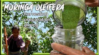 How to make Moringa leaves Powder | harvesting, preparation and drying