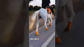 Horse lover 08 day 7 of  365 day series to again 1k followers #viralshortvideo