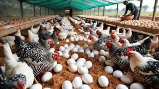 Raising Hens for Egg Laying - Poultry Egg Business - Organic Farm.