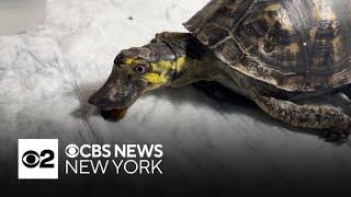 Turtle rescue on Long Island removes extraordinary beak from pet box turtle