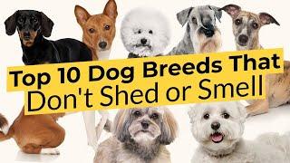 Top 10 Dog Breeds That Dont Shed or Smell 