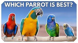 What's The BEST Parrot For Freeflight? 