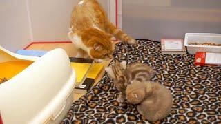 아빠 고양이를  처음 본 아기 고양이들 깜짝이야!!  Freak out!! [Cat's daily]