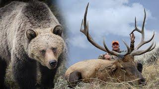 Hunting Big Bulls in Grizzly Country - Public land elk with Ike Eastman