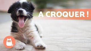 CHIOTS MIGNONS et DRÔLES  Vidéos de chiots adorables !