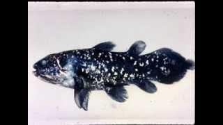 John E. McCosker: Coelacanth | California Academy of Sciences