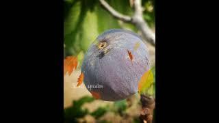 Cératite (mouche méditerranéenne des fruits) ذبابة الفاكهة المتوسطية