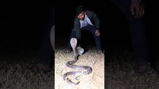 big size Indian spectacle cobra #viralshort #rescue #cobra