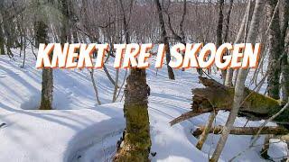 Gikk en tur på snøen i skogen. #4k #skog #snø #vinter #vinter