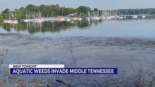 Invasive aquatic weeds nuisance to Old Hickory Lake