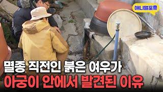 ‘연구진 일동 충격..’ 멸종 직전 여우가 가정집 아궁이에서 사체로 발견된 이유 | KBS 파노라마 130628 방송