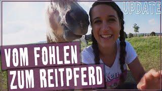 Vom Fohlen zum Reitpferd Update 